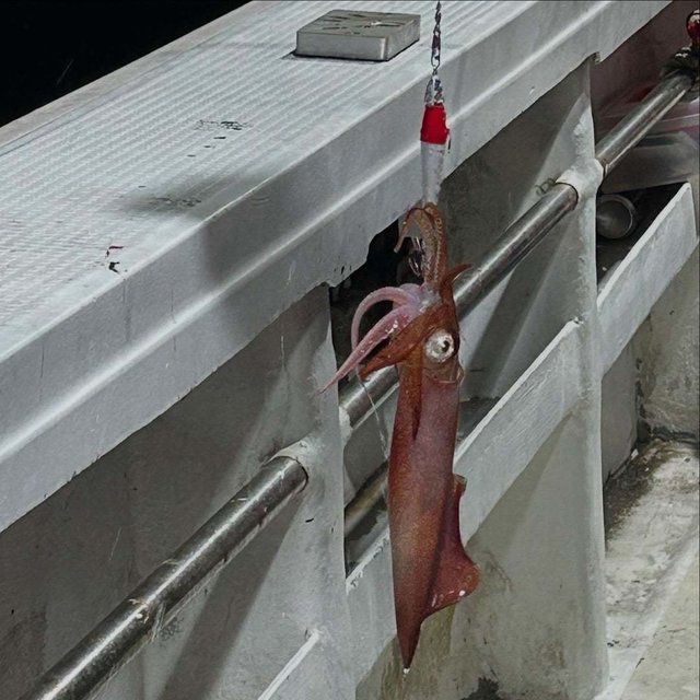 アカイカ(ケンサキイカ)