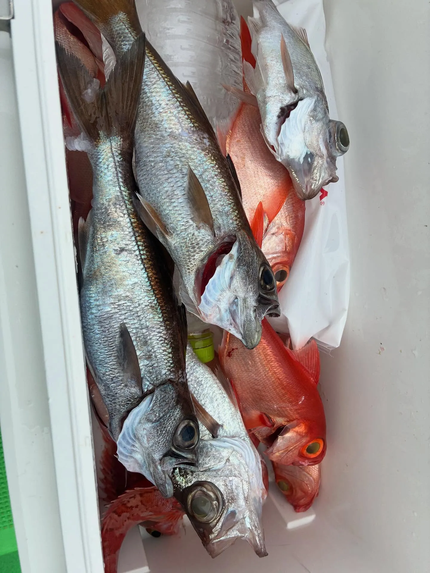 クロムツ・アカムツ・シロムツ(オオメハタ)