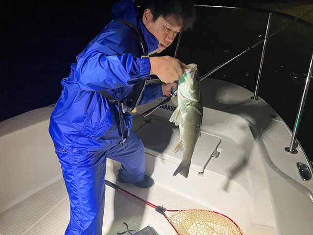 シーバス(スズキ)