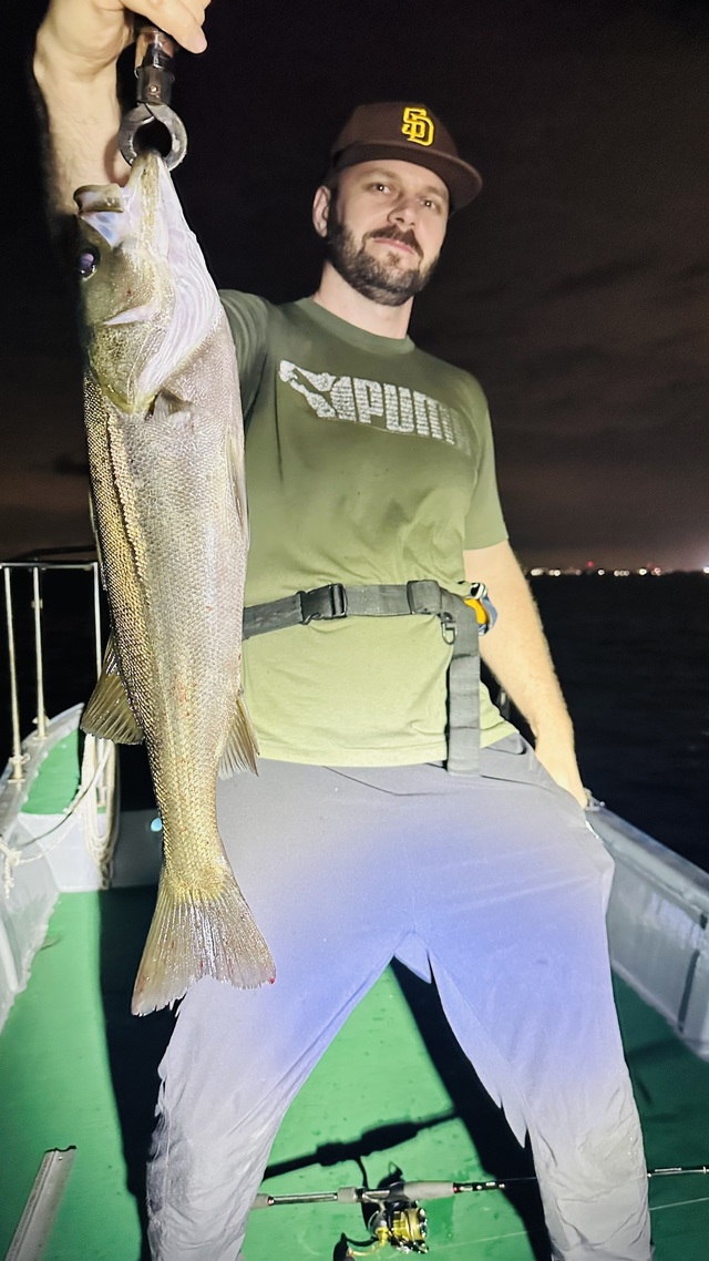 シーバス(スズキ)