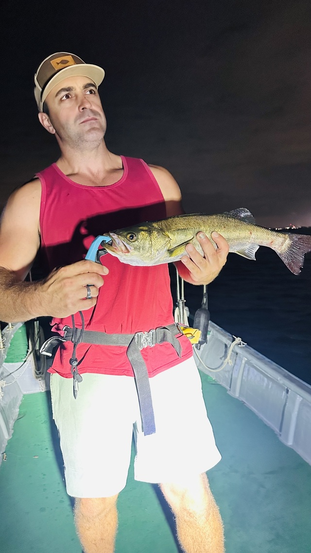 シーバス(スズキ)