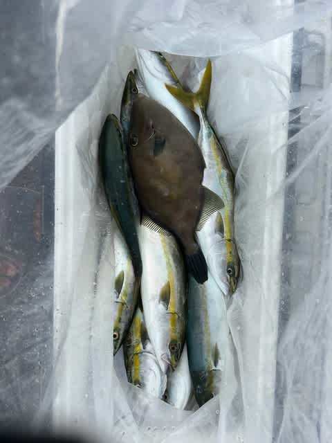 ツバス(ブリ)・ウマヅラハギ