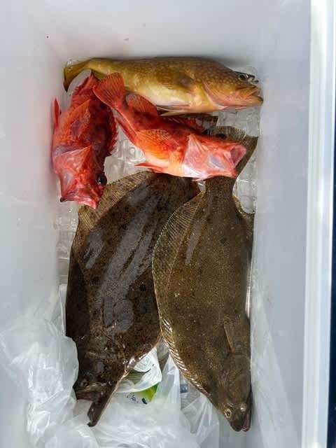 キジハタ・カサゴ・ヒラメ