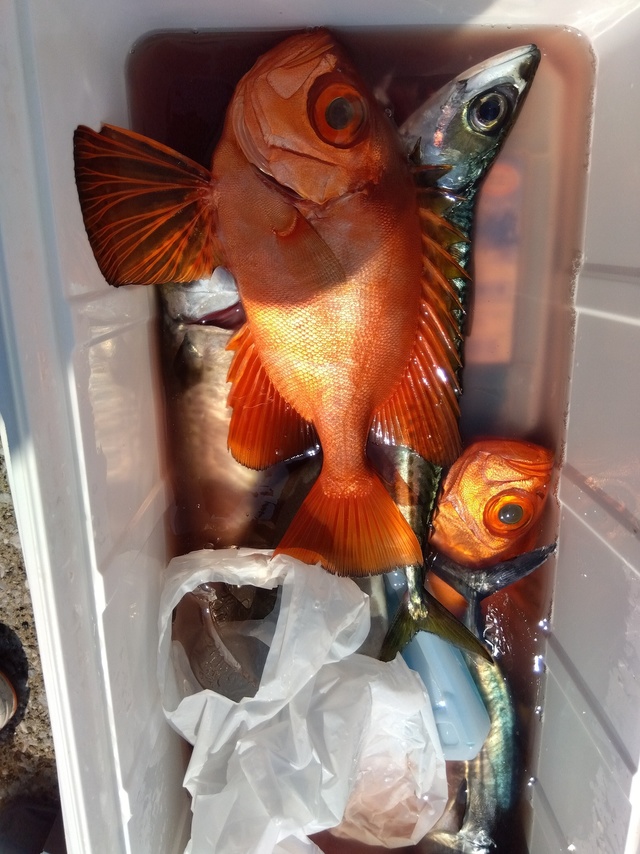 チカメキントキ