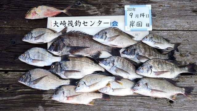 チヌ(クロダイ)