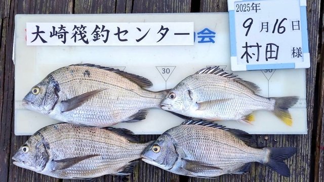 チヌ(クロダイ)・キビレ(キチヌ)