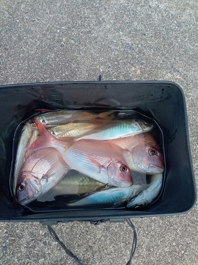 マダイ・マアジ