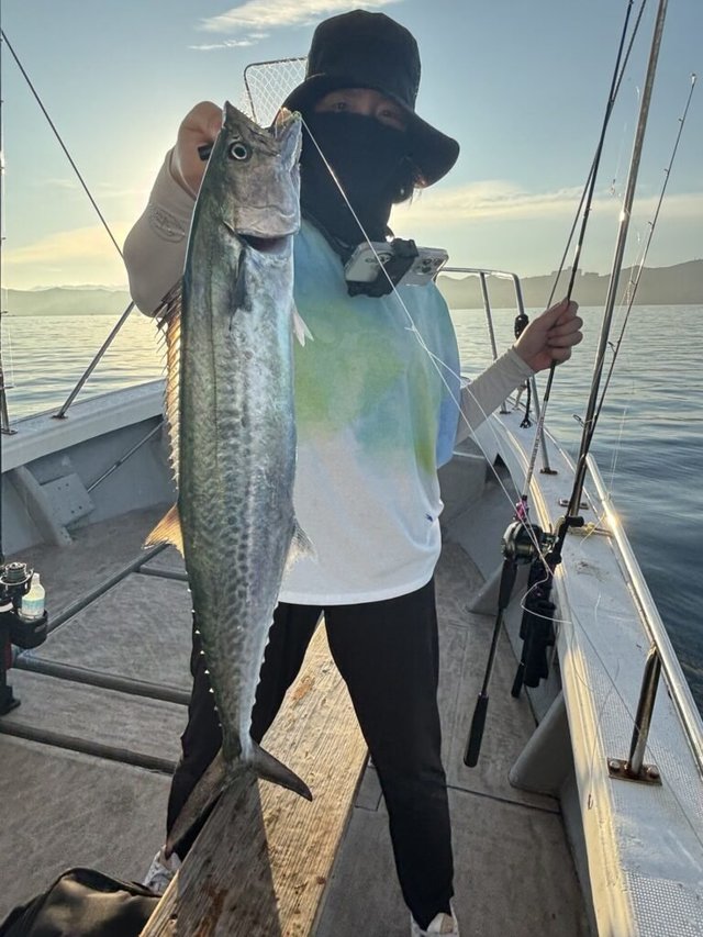 サゴシ(サワラ)