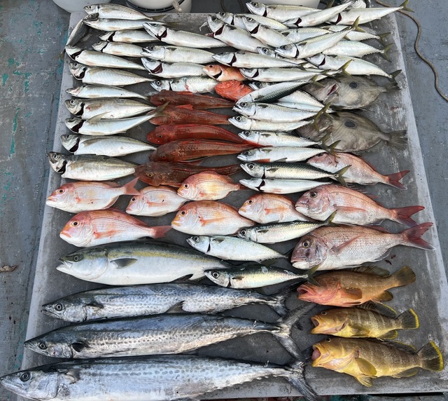 マダイ・レンコダイ(キダイ)・アオハタ・キジハタ・アジ(マアジ)・メジロ(ブリ)・マサバ・サワラ・ホウボウ・マトウダイ