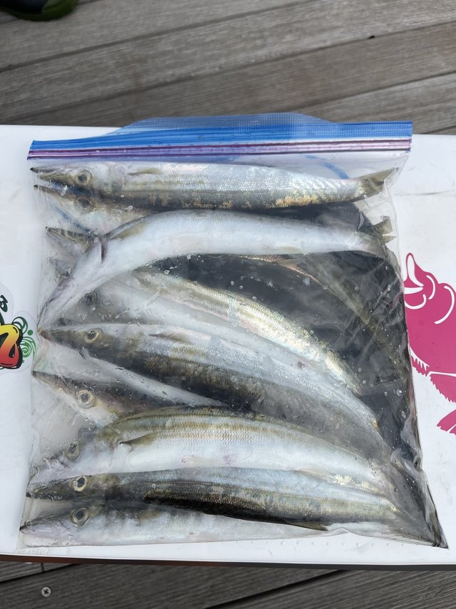 カマス(アカカマス)