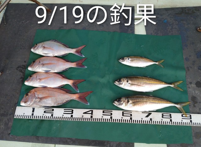 マダイ・マアジ