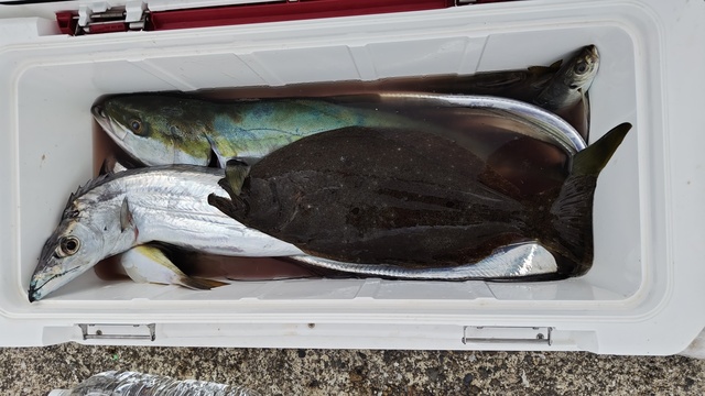 タチウオ・ヒラメ