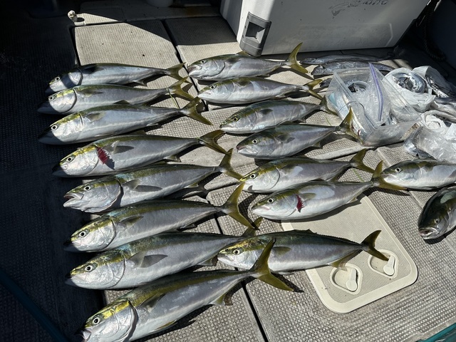 メジロ(ブリ)・タチウオ