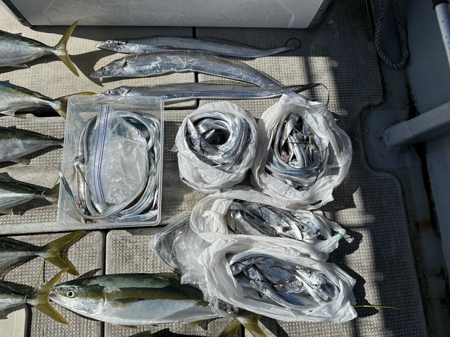 メジロ(ブリ)・タチウオ