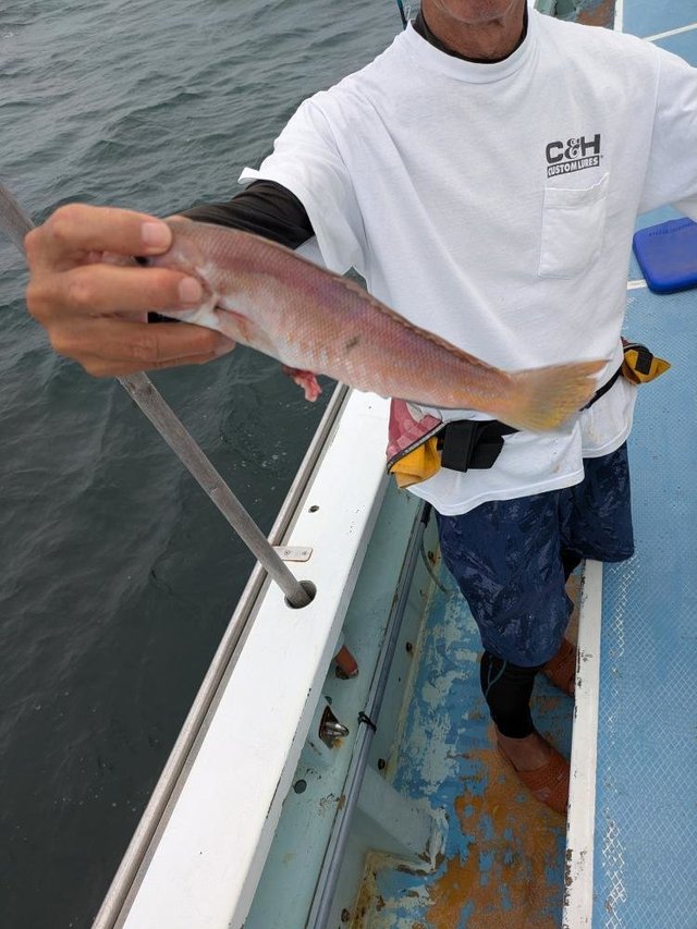 アマダイ(アカアマダイ)