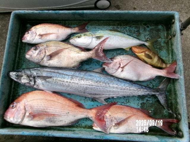 マダイ・キジハタ・イナダ(ブリ)・サワラ