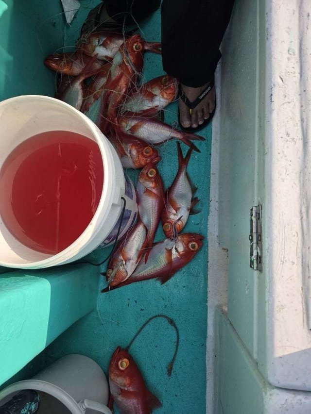 キンメ(キンメダイ)