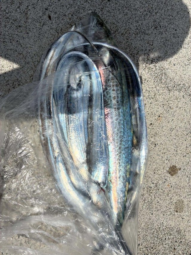 サワラ・タチウオ