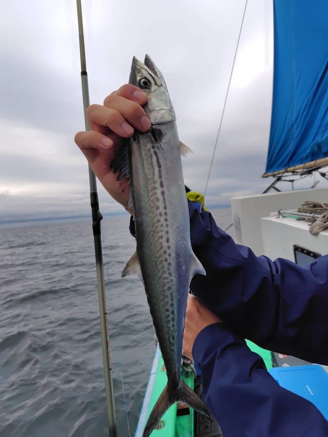 サゴシ(サワラ)