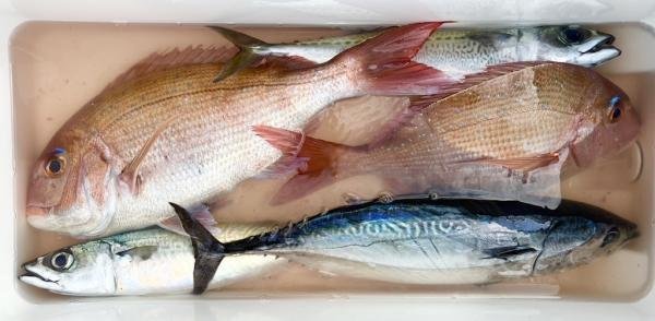 マダイ・ヒラソウダ・サバ(ゴマサバ)