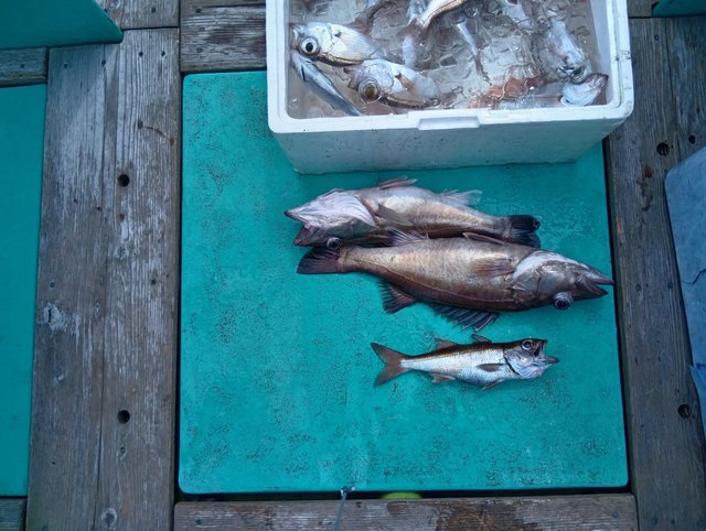 アラ・クロムツ・シロムツ(オオメハタ)