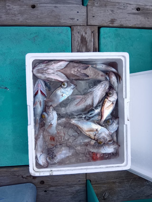 アラ・クロムツ