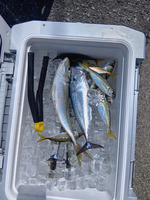 アジ(マアジ)・ワカシ(ブリ)・ソウダガツオ(ヒラソウダ)