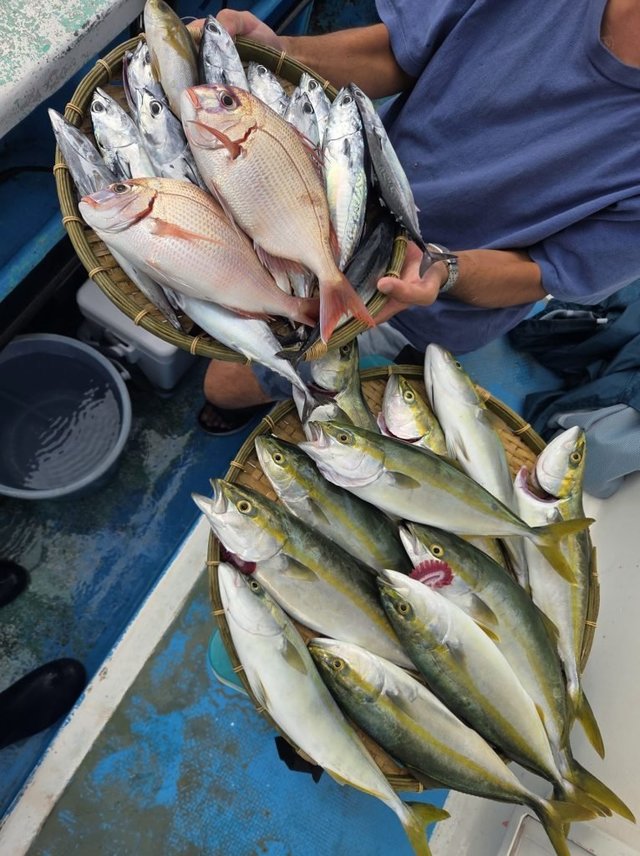 ハナダイ(チダイ)・イナダ(ブリ)