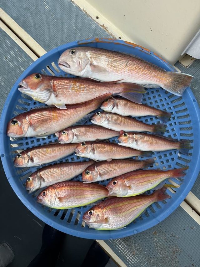 アマダイ(アカアマダイ)