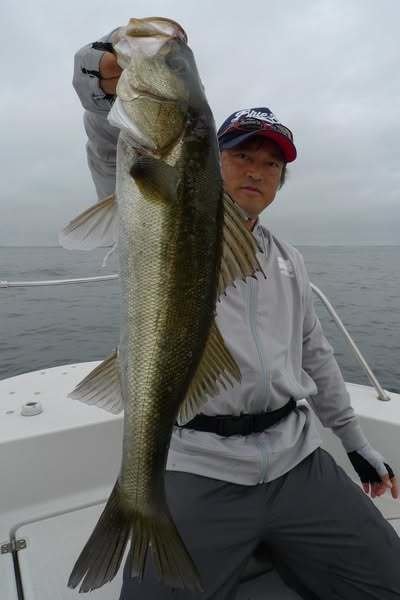 シーバス(スズキ)