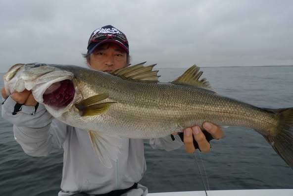 シーバス(スズキ)