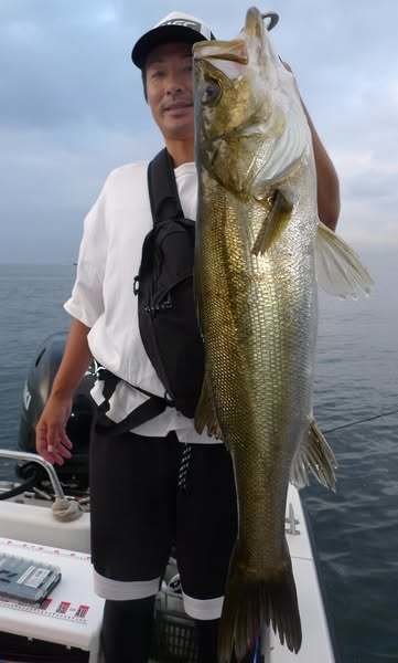 シーバス(スズキ)