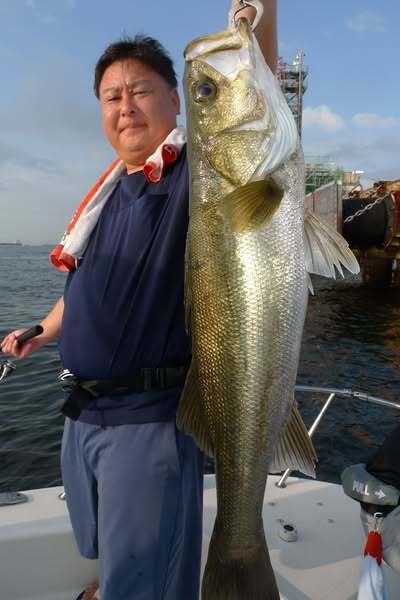 シーバス(スズキ)