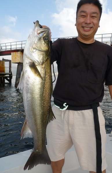 シーバス(スズキ)