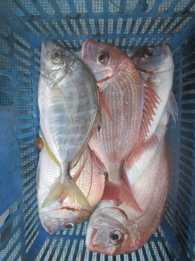 チダイ・カイワリ