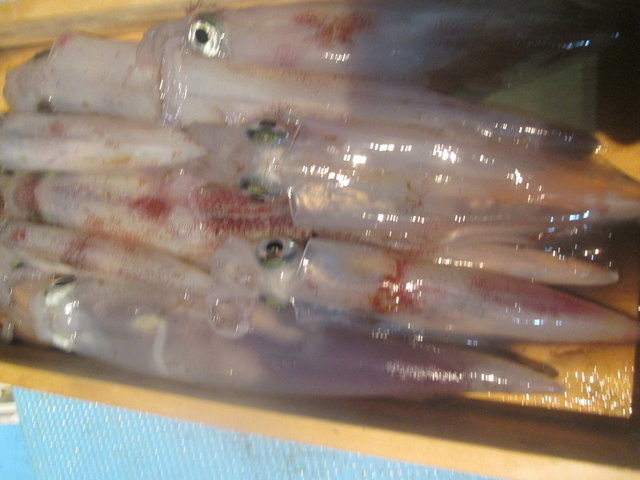 マイカ(ケンサキイカ)