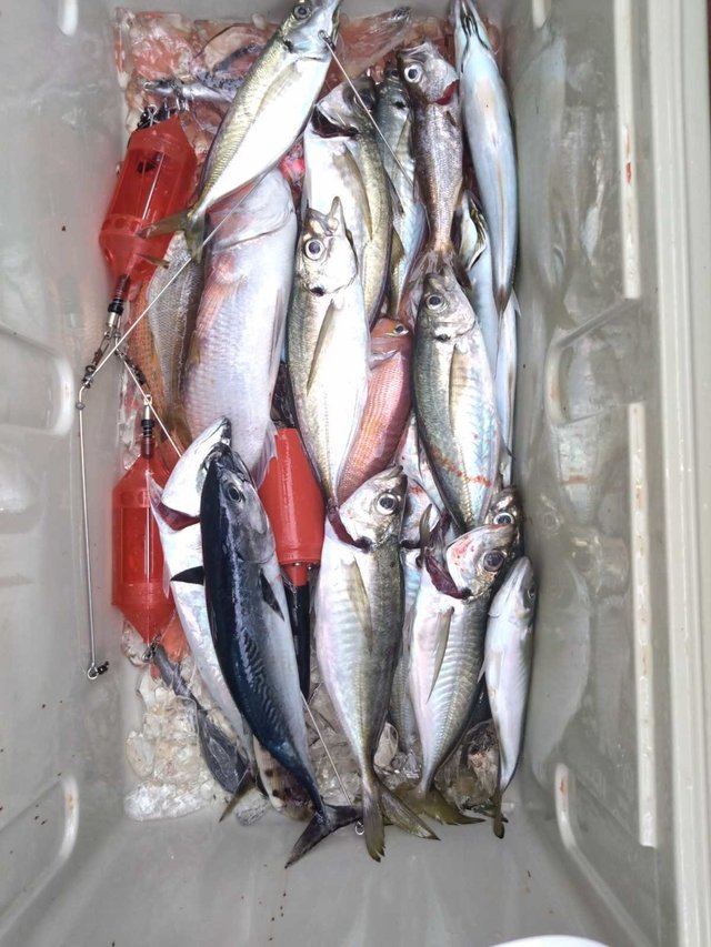 アジ(マアジ)・アマダイ(アカアマダイ)・クロムツ・ソーダ(ヒラソウダ)