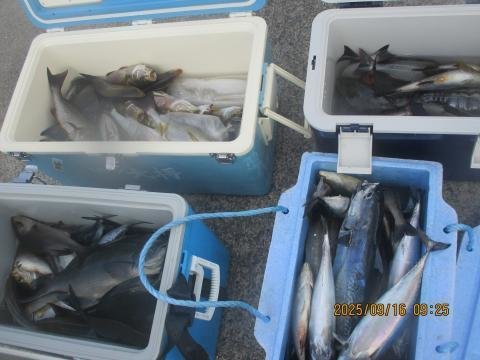 メジナ・イサキ・ヒラソウダ・ソウダ(マルソウダ)