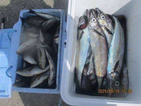 イサキ・ヒラソウダ・スミヤキ(クロシビカマス)