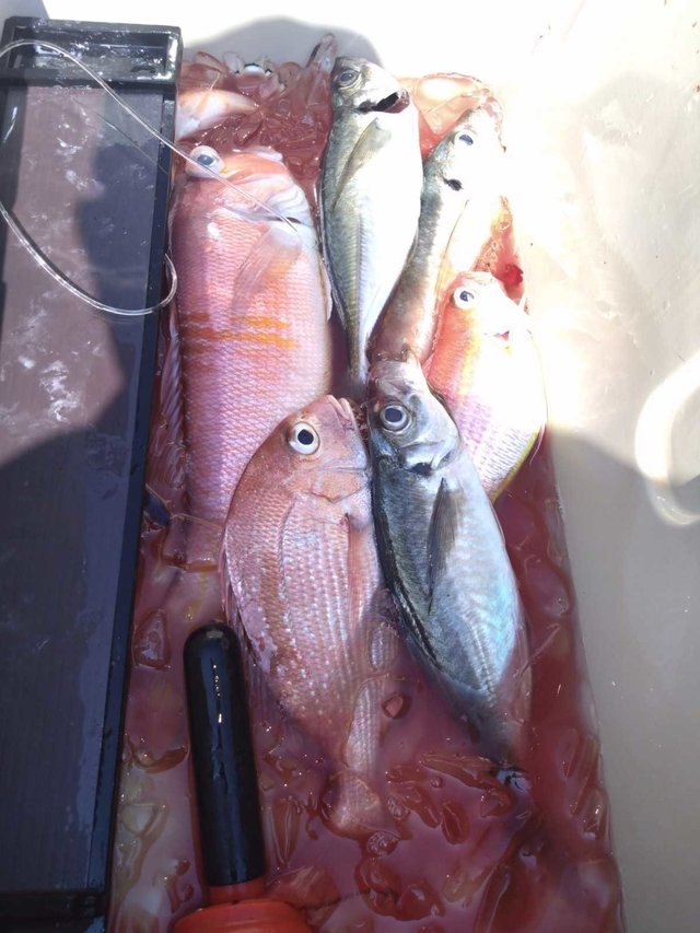 マダイ・アジ(マアジ)・アマダイ(アカアマダイ)