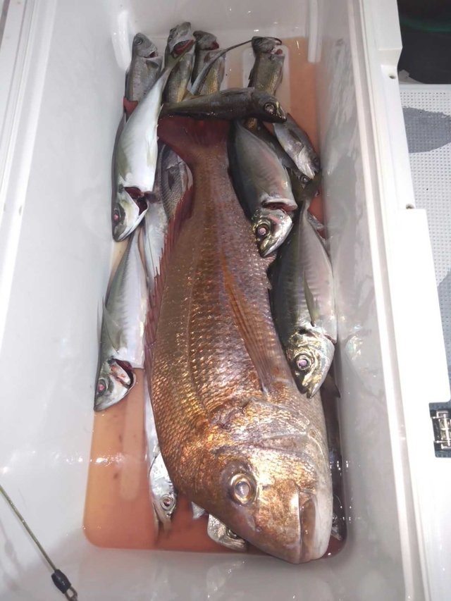 マダイ・アジ(マアジ)・クロムツ・タチ(タチウオ)