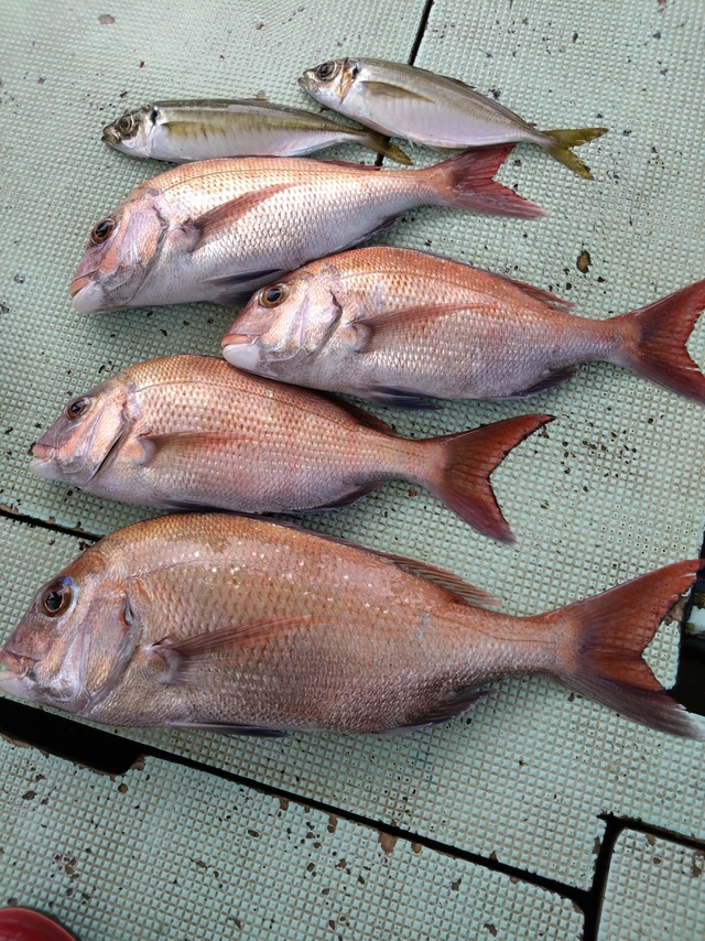 タイ(マダイ)・アジ(マアジ)