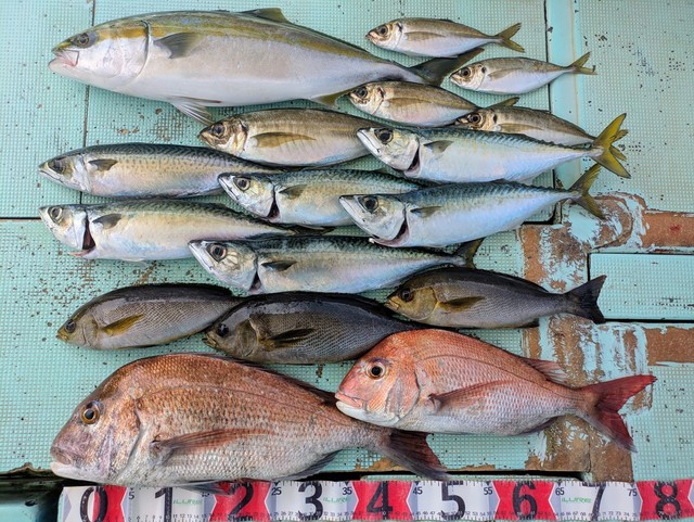 タイ(マダイ)・アジ(マアジ)・メジロ(ブリ)・イサギ(イサキ)・マサバ