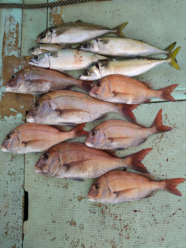 タイ(マダイ)・アジ(マアジ)・サバ(マサバ)