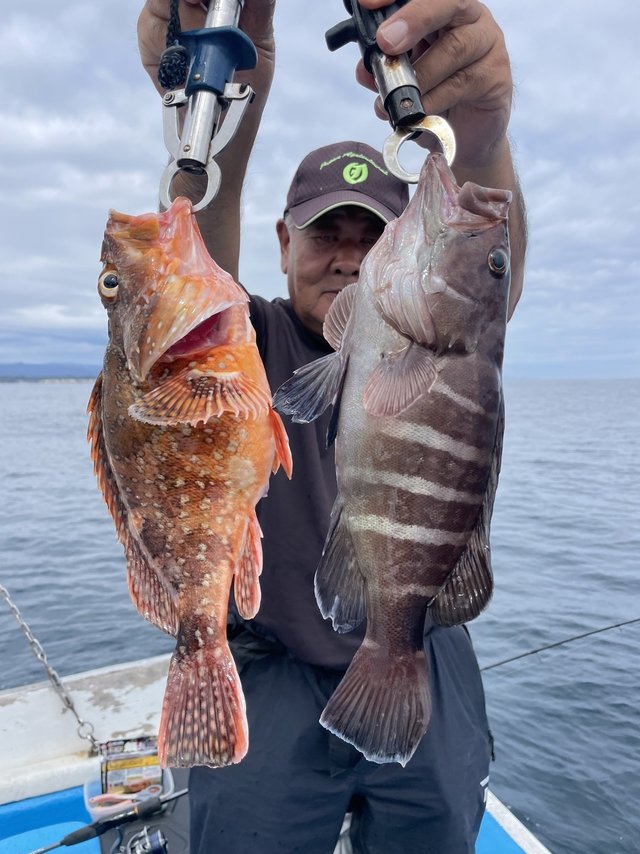 マハタ・カサゴ