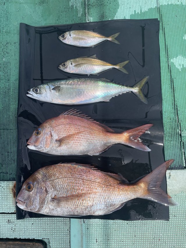 マダイ・マサバ