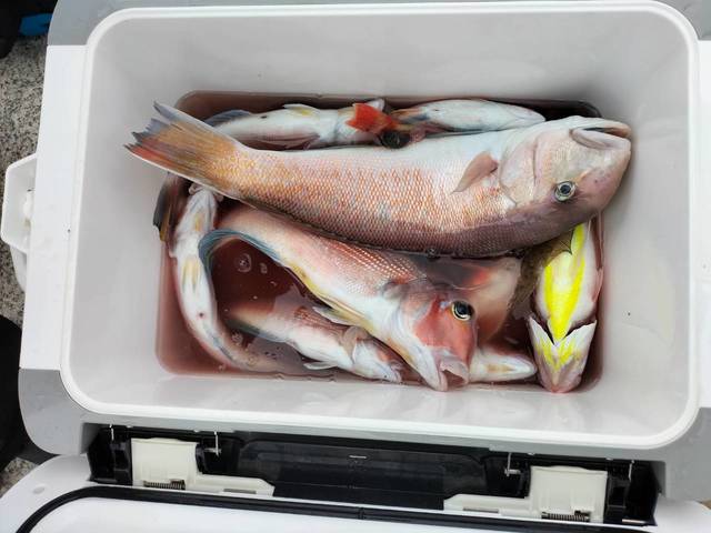 アマダイ(アカアマダイ)