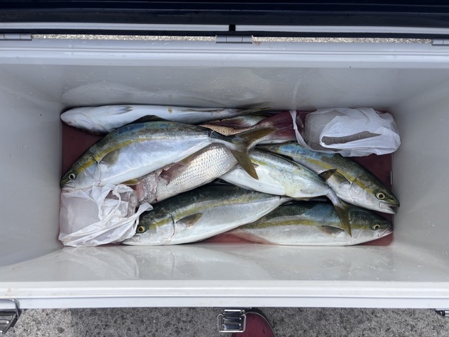 マダイ・ハマチ(ブリ)