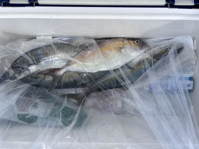 ハマチ(ブリ)・シオ(カンパチ)・サゴシ(サワラ)