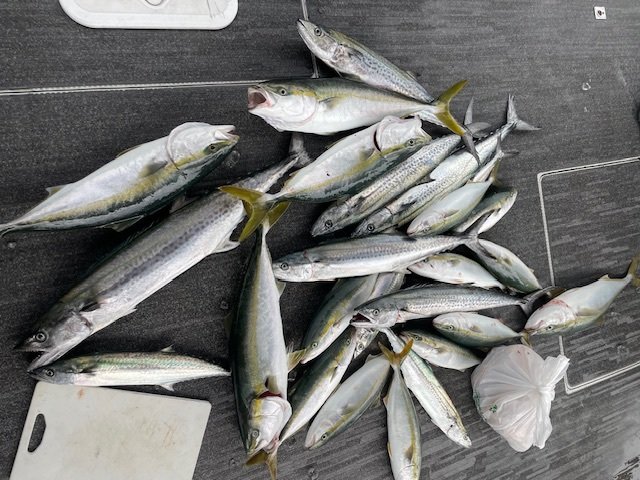 ハマチ(ブリ)・サワラ